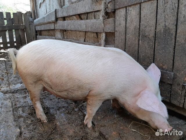 Продам супоросных свинок купить на Зозу.ру - фотография № 4