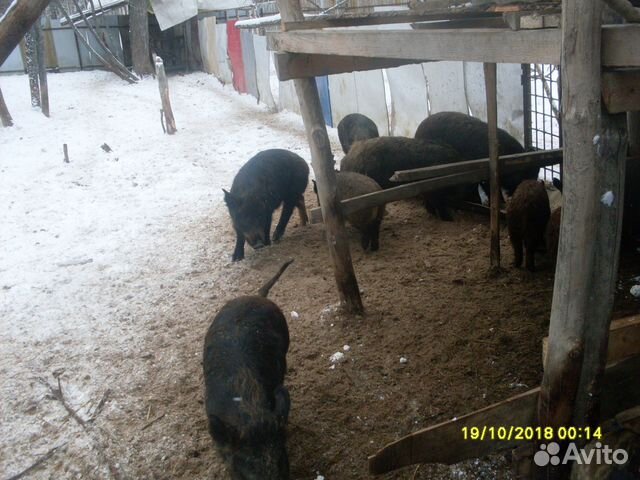 Свиноматки покрытые, кабаны, поросята купить на Зозу.ру - фотография № 2