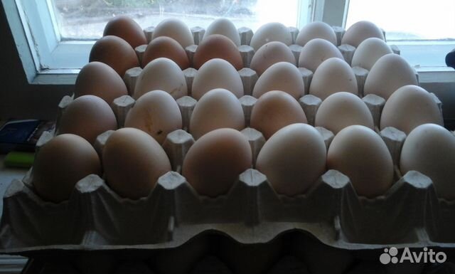Купить инкубационное яйцо в липецкой области. Яйцо инкубационное Ростовская область купить. Купить инкубационное яйцо в Костромской области. Инкубационное яйцо в Брянской области купить. Яйцо инкубационное купить в Орле и области на авито.
