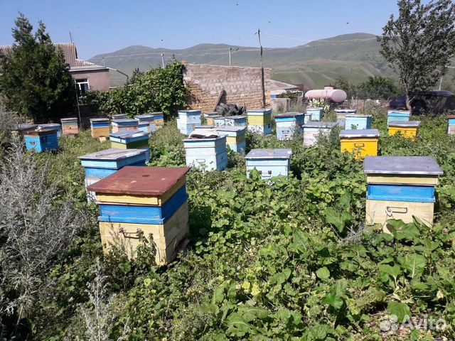 Улья пчелы горный чистый мед рамки есть в продаже купить на Зозу.ру - фотография № 2