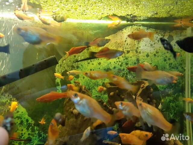 Золотые рыбки купить на Зозу.ру - фотография № 3