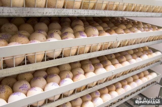 Купить яйцо коп 500 Самарская область. Инкубационное яйцо купить в Самарской области. Инкубационное яйцо купить в самаре