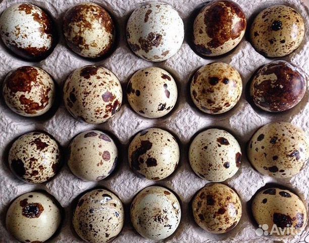 Инкубационное яйцо перепела купить на Зозу.ру - фотография № 1