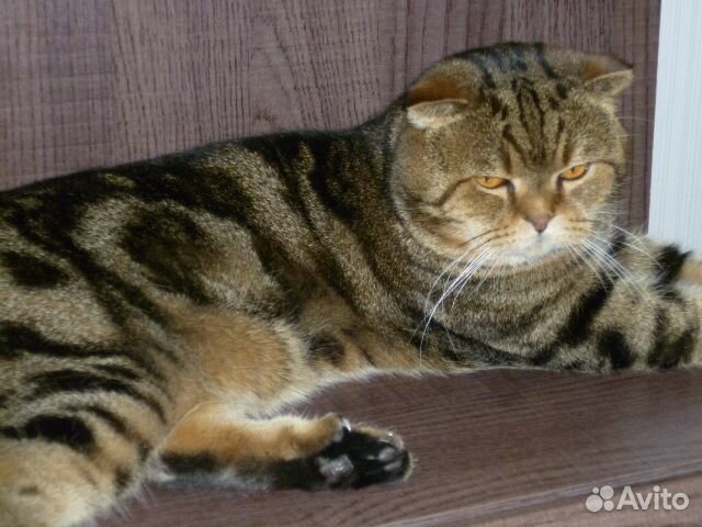 Кот на вязку