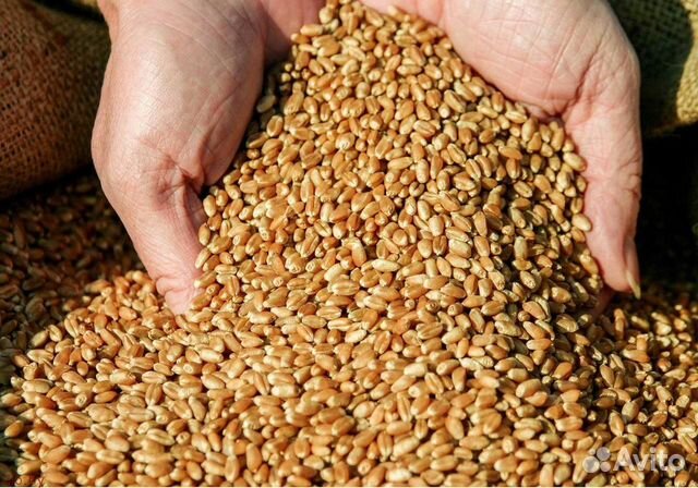 Пшеница фуражная 14 процентов влажность купить на Зозу.ру - фотография № 3