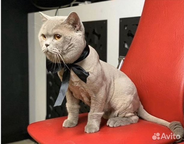 Стрижка собак и кошек Стрижка собак и кошек