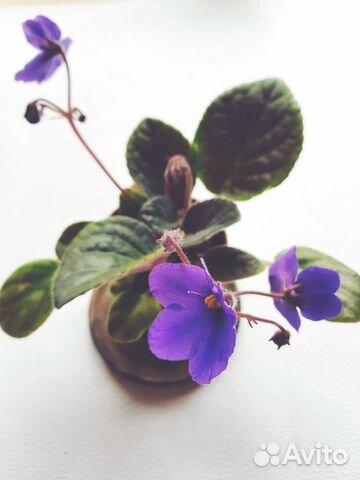 Viola фиалка цветущая в горшке