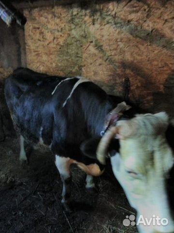 Заберу ваш коров за наличные расчёты на мясо купить на Зозу.ру - фотография № 1