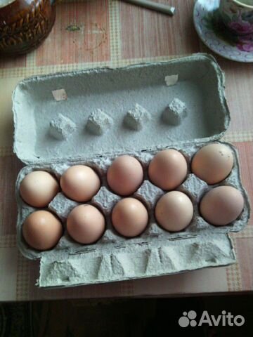 Яйца домашних куриц купить на Зозу.ру - фотография № 1