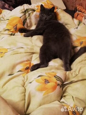 Кот Кот