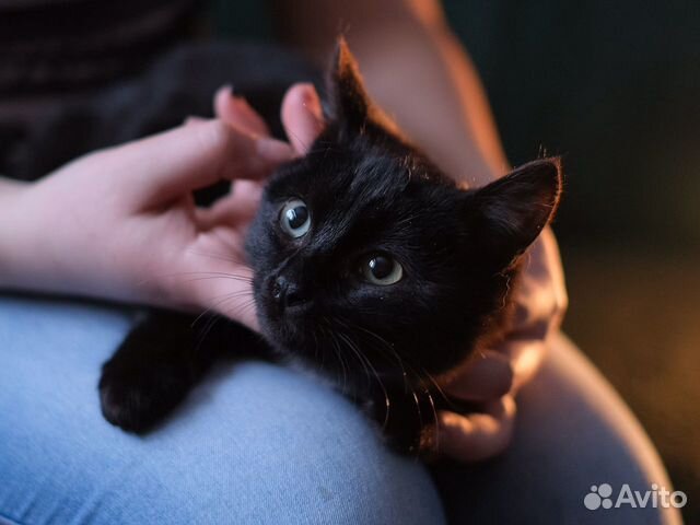 Котёнок Боби ищет дом купить на Зозу.ру - фотография № 2