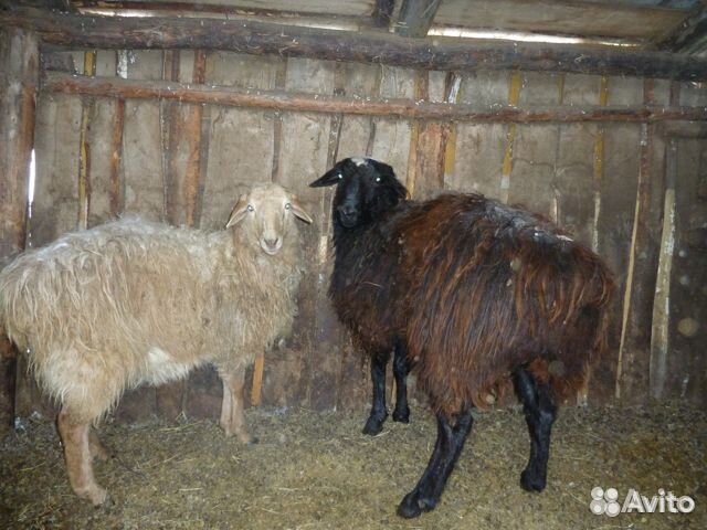 Овцы бараны козы купить на Зозу.ру - фотография № 5