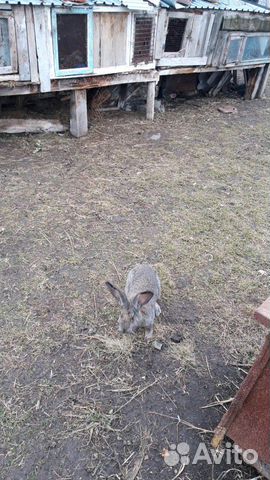Кролик шиншилла купить на Зозу.ру - фотография № 1