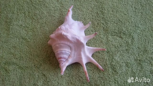 Ракушка большая