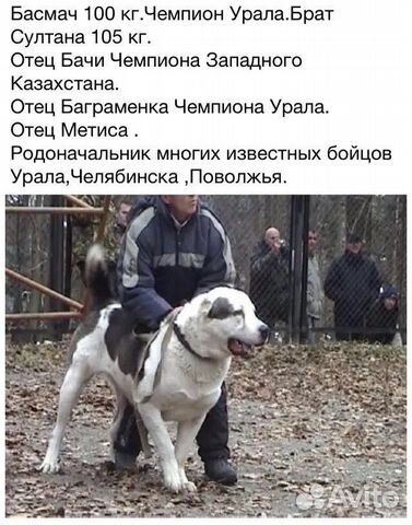 Кавказский волкодав купить на Зозу.ру - фотография № 8