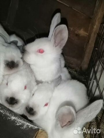 Кролики калифорнийские 1-2 месяца купить на Зозу.ру - фотография № 3