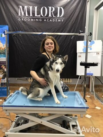 Груминг, стрижка собак и кошек Груминг, стрижка собак и кошек