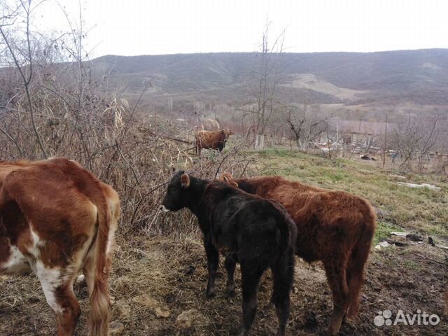 Коровы и бычки купить на Зозу.ру - фотография № 1