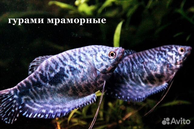 Аквариумные рыбки, креветки купить на Зозу.ру - фотография № 4