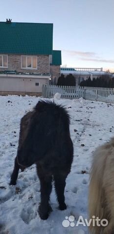Шетлендский пони купить на Зозу.ру - фотография № 5