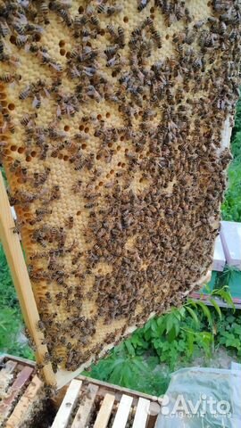 Пчелы.Пчелопакеты 3+1 на рамку дадан и 4+1 рутта купить на Зозу.ру - фотография № 8