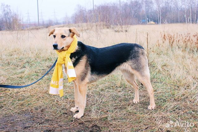 Нежная собака в дар купить на Зозу.ру - фотография № 3