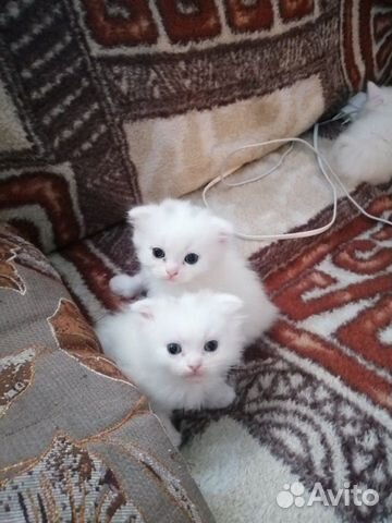 Белые котята купить на Зозу.ру - фотография № 3