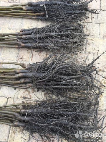 Грецкий орех саженцы арктик норд