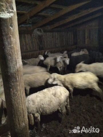 Овцы матки откормочные купить на Зозу.ру - фотография № 4