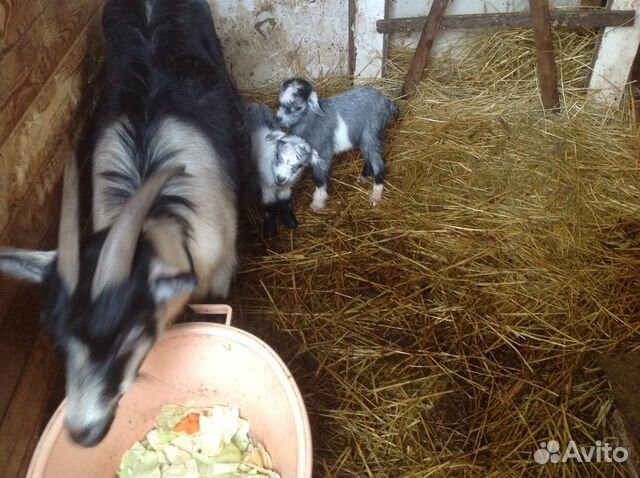 Козочки козлята козы дойные купить на Зозу.ру - фотография № 9