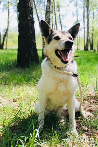 Отдам в хорошие руки, ласковую Фасольку