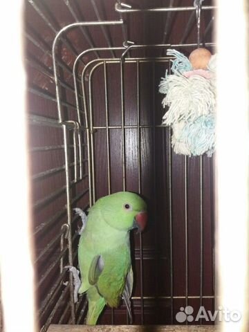 Ожереловый попугай ручной купить на Зозу.ру - фотография № 3