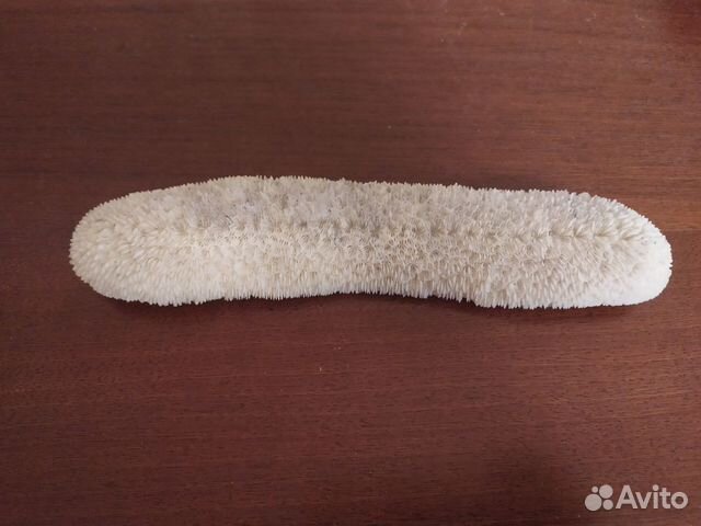 Коралл натуральный 23 см Коралл натуральный 23 см
