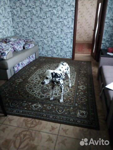 Продам собаку далматинец купить на Зозу.ру - фотография № 2