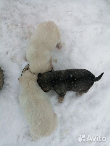 Продам щенков сибирской лайки, 1 месяц, кушают сам купить на Зозу.ру - фотография № 2