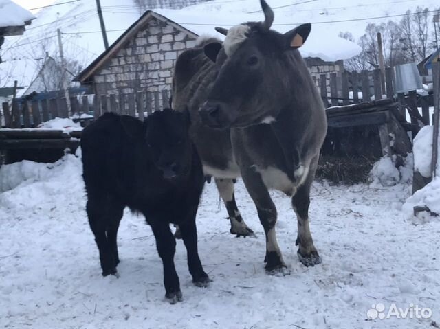 Корова с телёнком(бычок) купить на Зозу.ру - фотография № 3