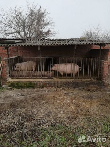 Продам свиней купить на Зозу.ру - фотография № 1