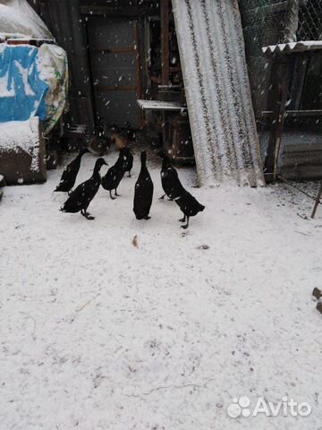 Утки купить на Зозу.ру - фотография № 4