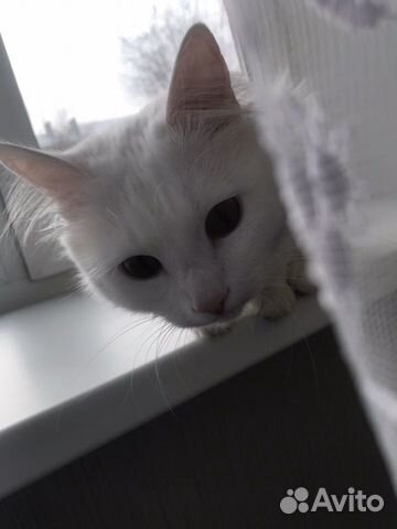 Кот Кот