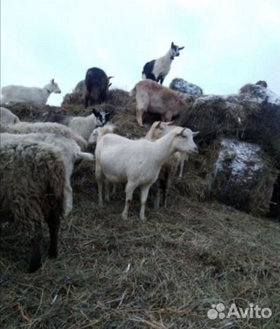 Высокоудойные козы купить на Зозу.ру - фотография № 3