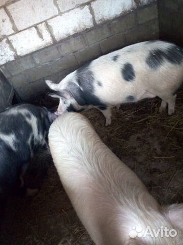 Свиньи на мясо, свинина купить на Зозу.ру - фотография № 3