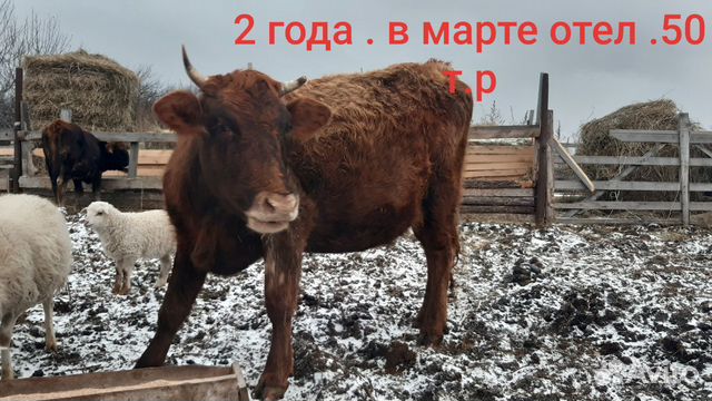 Коровы и телки купить на Зозу.ру - фотография № 4