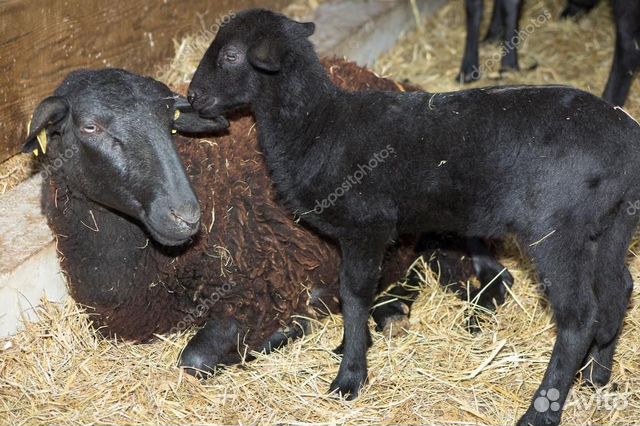 Продам овец с ягнятами и сеном купить на Зозу.ру - фотография № 1