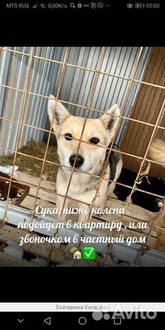 Собака ждёт спасения Спасите купить на Зозу.ру - фотография № 1