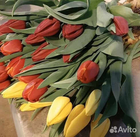 Тюльпаны оптом Тюльпаны оптом