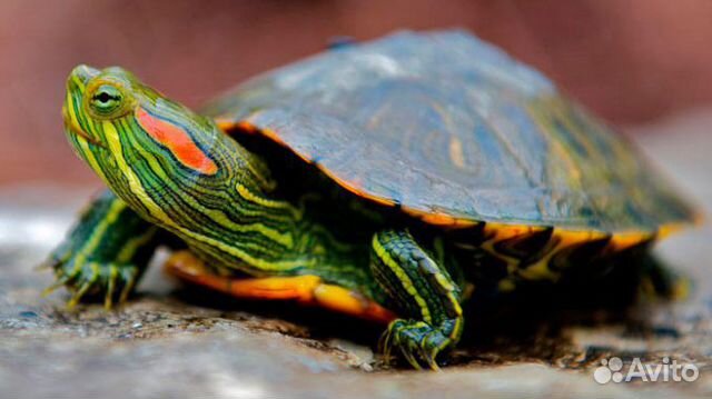 Черепахи мексиканские, красноухие купить на Зозу.ру - фотография № 1