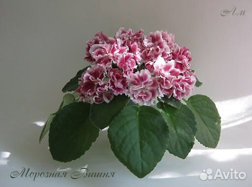 Цветы Фиалки(детки,черенки,взрослые)