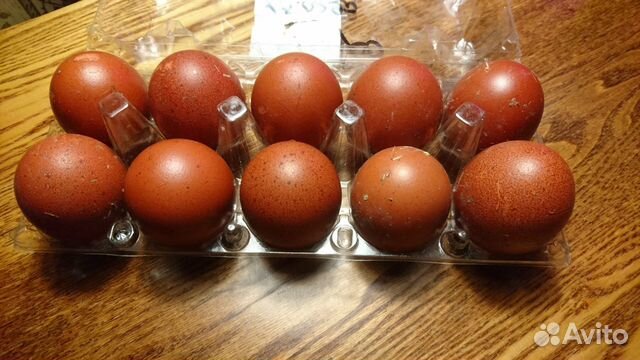 Инкубационное яйцо кур маран черно-серебристый купить на Зозу.ру - фотография № 1