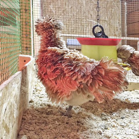 Инк.яйцо и цыплята редких пород кур купить на Зозу.ру - фотография № 7