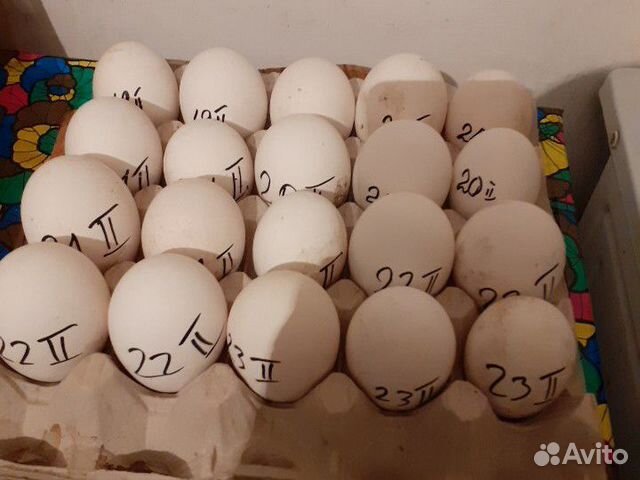 Яйца гусей,собранные с20февр. по28 февр купить на Зозу.ру - фотография № 1